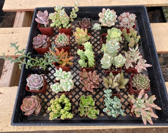 150-Pack Assorted 2in Mini Succulents, DIY Projects, Baby Shower Wedding Favor, 10+ Varieties Planters Mother's Day Father's Day Gift