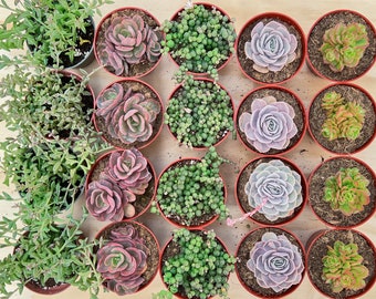 24-Pack 4in Assorted Succulents 6 Assorted Varieties for Succulent Gift | Party Favor, Mother's Day Father's Day Gift