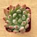 see more listings in the 2in Succulents section