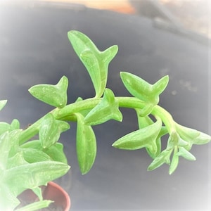 String of Dolphins Live Succulent, Trailing Plant | Easy Care | Rooted in 2" or 4" Pot