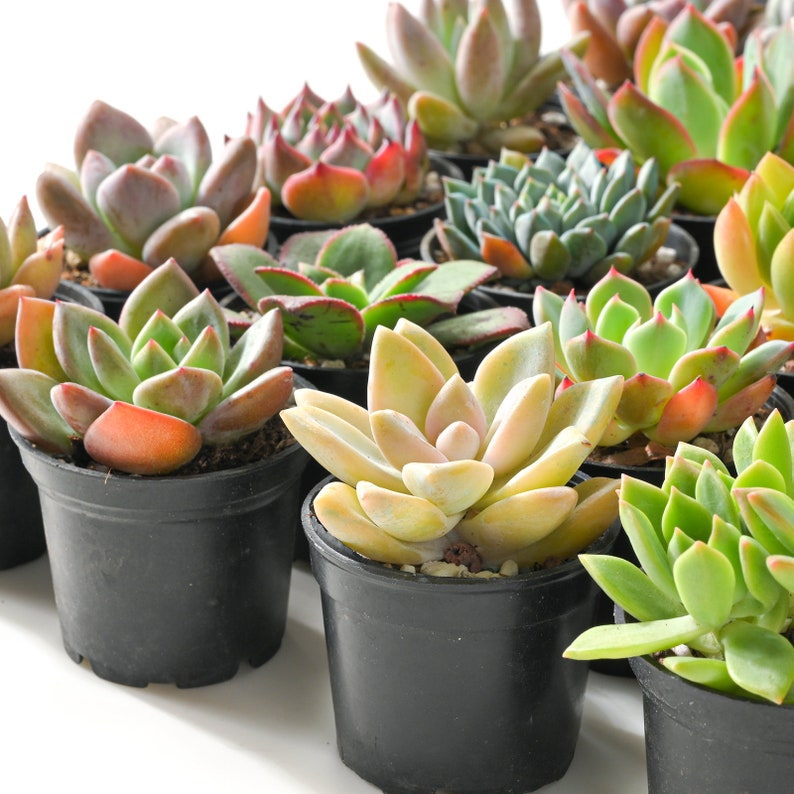 5-PACK Succulent Plants, 2 Assorted Mini Potted Succulents for Indoor Home Office Decor Wedding Baby Shower Party Favors Gifts for Her image 10