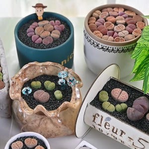 Large Lithops (1"~1.5") Garden Decor, Plant Lover Gift, unique party favors, Rare Plant, easy care plants, rare succulents,best gifts