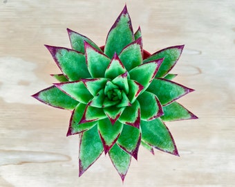 Echeveria agavoides 'Lipstick', Live Succulent in 4inch Pot, Holiday Home Decoration, Wedding Valentine's Day Mother's Day Gift for Her