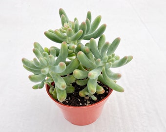 Sedum corynephyllum Fröd, 1 Live Succulent Plant Fully Rooted in 4in Starter Pot for Party Favor Decor DIY Project Wedding Baby Shower Gift