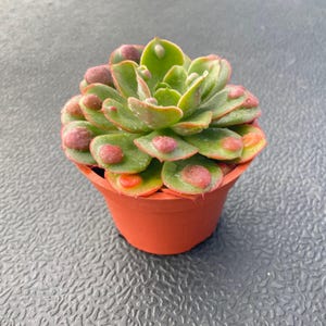 May include: A small succulent plant in a terracotta pot. The plant has green leaves with red and pink spots. The pot is round and has a slightly flared rim. The background is a textured gray surface.