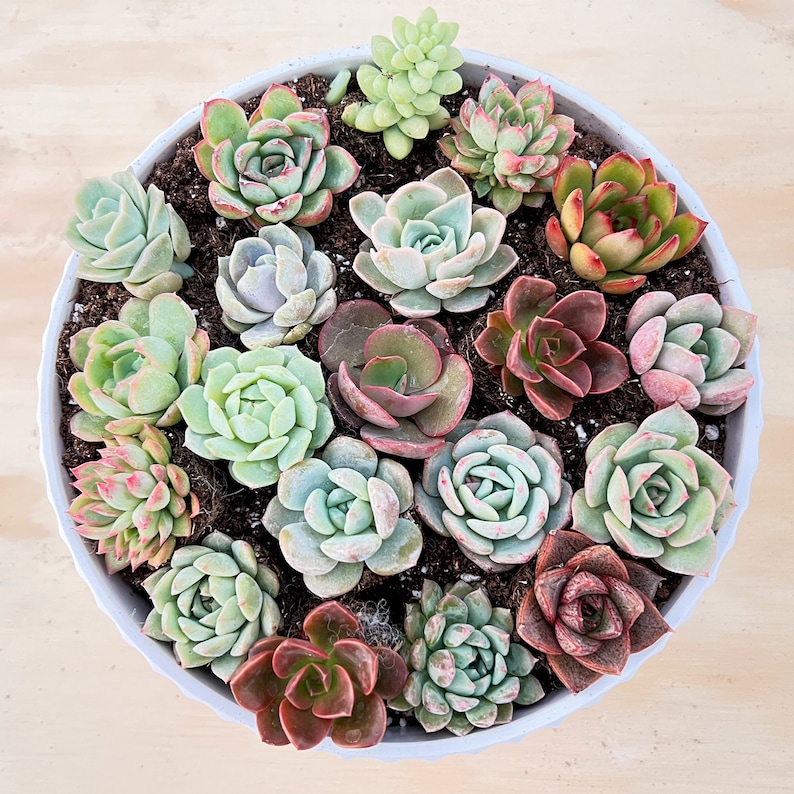 Acehorticulturalinks Succulents Plant Collection