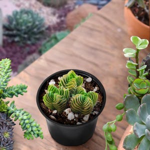 May include: A small black plastic pot containing three Crassula Buddha's Temple succulents. The plants feature tightly stacked, geometric, sage green and yellow-tinged leaves arranged in a square, tower-like formation, set in dark potting soil.