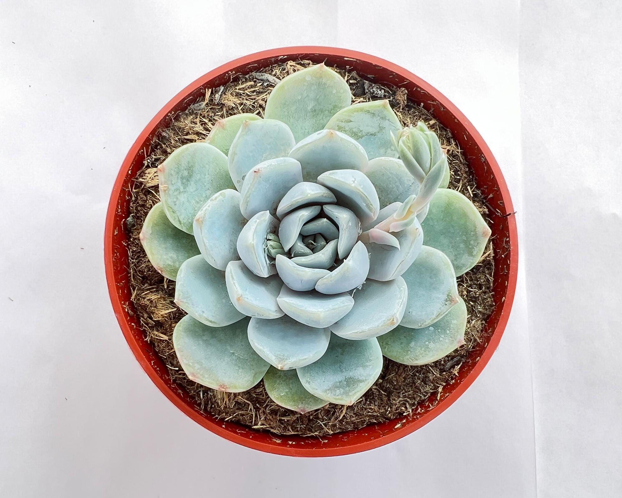 Echeveria 'snow Bunny' Succulent, Potted Easy Care Plant - Etsy
