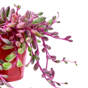 May include: A close-up of a String of Pearls succulent plant in a red pot. The plant features vibrant green and purple leaves and stems, creating a striking contrast against the pot. The plant's cascading stems add a unique texture.