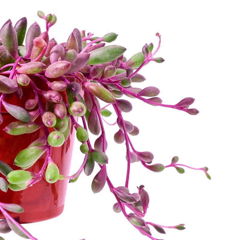 May include: A close-up of a String of Pearls succulent plant in a red pot. The plant features vibrant green and purple leaves and stems, creating a striking contrast against the pot. The plant's cascading stems add a unique texture.