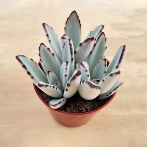 Kalanchoe panda plant, 1 Live Succulent in 4&quot; Pot, Rare Succulent Ready for Gift Party Favor Wedding Decor Back to School Gift