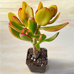 Crassula Ovata &#39;Hummel Sunset&#39;, Rare Cute Golden Jade Fully Rooted in 2&quot; Pot, Home Office Wedding Deocr Baby Shower Favor Mother&#39;s Day Gift