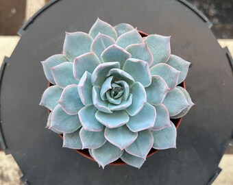 4" Echeveria Desmetiana De Smelt | Rare Live Succulent | 1 Pack, Mother's Day Father's Day Graduation Gift Baby Shower Wedding Favor Decor