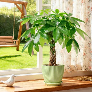 May include: A Pachira aquatica money tree with a braided trunk and vibrant green palmate leaves, potted in a light green, vertically ribbed plastic planter with a matching saucer, positioned on a wooden windowsill next to a small white bird figurine.