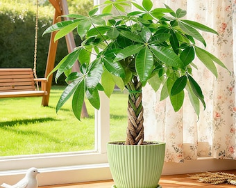 Braided Money Tree Potted Plant in Decorative Pot, Good Luck Houseplant | Indoor Live Plant | Gift for Home Office | Housewarming Gift
