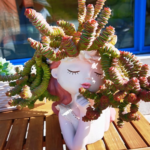 2"/4" Crassula Baby’s Necklace Succulent – Easy Care Potted Plant