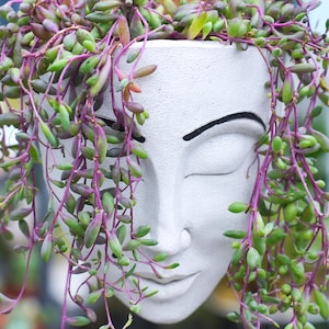 Puede incluir: Una maceta blanca con forma de rostro con los ojos cerrados, que contiene una planta suculenta colgante. La planta tiene tallos verdes y morados con hojas pequeñas y ovaladas. La maceta tiene una superficie texturizada y detalles negros para los ojos.