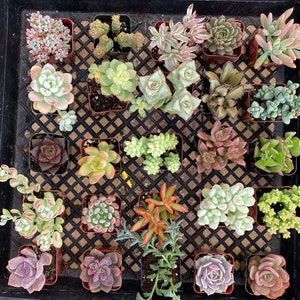 100-Pack Assorted 2in Mini Succulents DIY Projects, Baby Shower/Wedding Favors, 10+ Varieties  Fully Rooted Mother's Day Father's Day Gift