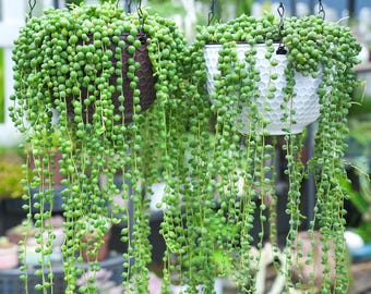 String of Pearls, Live Trailing Succulent in 2"/4" Pot, Hanging Plant for Wall Decor | Garden Decor | Unique Party Favors | Easy Care Plant