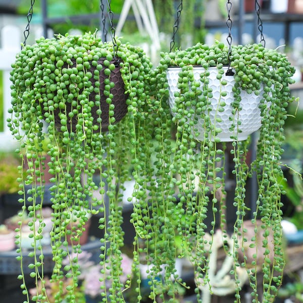 String of Pearls, Live Trailing Succulent in 2"/4" Pot, Hanging Plant for Wall Decor | Garden Decor | Unique Party Favors | Easy Care Plant