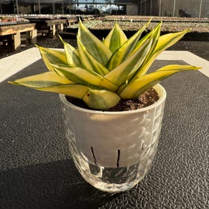 May include: A Sansevieria plant with variegated yellow and green pointed leaves potted in a clear, textured glass container. The plant features a rosette growth pattern with sharp, upright foliage and is planted in dark potting soil.