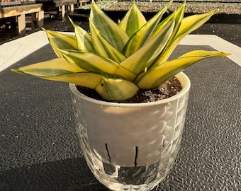 Golden Hahnii Sansevieria, Live Snake Plant, 4" Planter