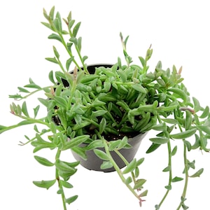 May include: A String of Dolphins succulent plant in a black plastic pot. The plant features vibrant green, dolphin-shaped leaves and trailing stems. The plant is a popular houseplant choice.