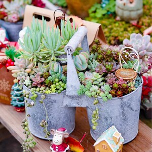 Live Succulents in Pots, 20 Assorted Mini Succulent Plants, 5+ Various Varieties, Party Favors DIY Projects Mother&#39;s Day Father&#39;s Day Gift