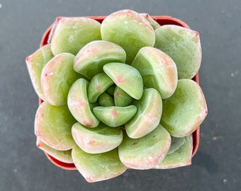 2“ Echeveria 'Champagne', Live Succulent Plant, Holiday Home Decor DIY Project Wedding Baby Shower Valentine's Day Mother's Day Gift for Her