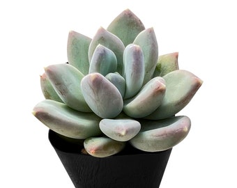 Pachyphytum 'Moon Silver' Succulent Plant, Rooted in 2'' Container, Great for Indoor Office Home Decor, Party Wedding Succulent Gift