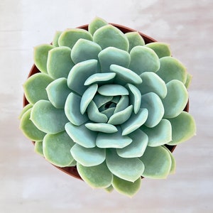 Echeveria 'Suryeon', Live Rare Succulent Plant Rooted in 2in Planter, Party Favors Home Decor DIY Project Wedding Baby Shower Christmas Gift