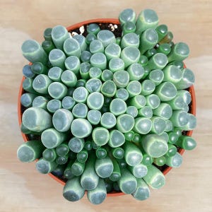 May include: A dense cluster of cylindrical, finger-like succulent leaves packed tightly into a round orange pot. The plant features numerous upright, fleshy stems with smooth, pale green to bluish-green surfaces and rounded, translucent tips.
