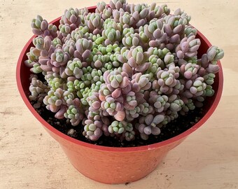 4" Sedum Dasyphyllum 'Minor', 1 Rare Live Succulent Plant, Gift Idea, DIY Project, Wedding Decor, Baby Shower, Graduation Party Favor