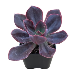 May include: A succulent plant with deep purple leaves edged in red, potted in a small black square container. The plant's leaves are broad and fleshy, with a rosette shape. The background is plain white.