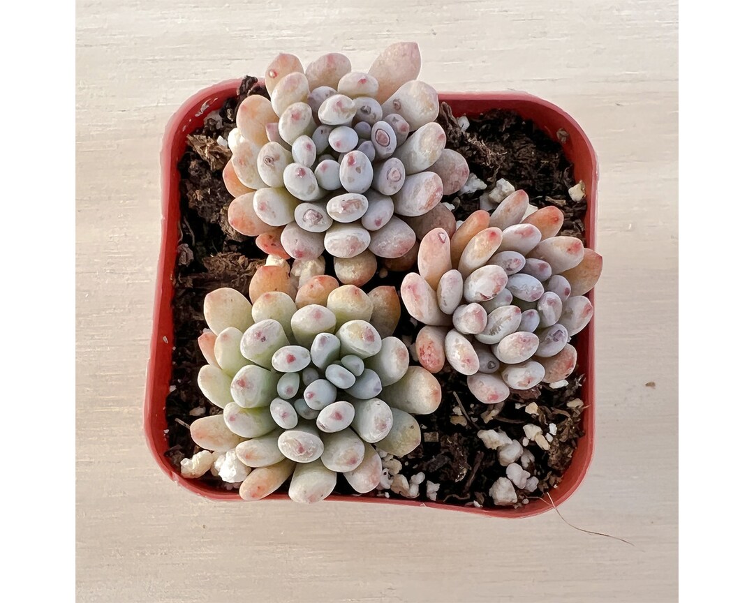 Bluebean 2