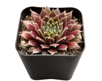 Sempervivum 'Stansfieldii', 1-Pack Live Succulent in 2inch Pot, Rare Succulent Party Favor Wedding Holiday Home Decor Gift for Her for Kids