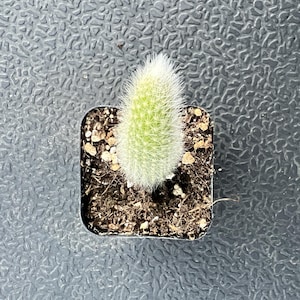 May include: A small, light green cactus with white, fuzzy spines, potted in a square container with soil. The cactus has a cylindrical shape and is set against a textured, dark gray background.