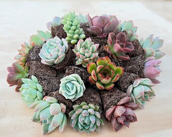 10 Assorted Succulent with Root, 10 Different Varieties Live Plants Collection, without Plant Pot, Ready for Succulents Dish Succulents Bowl