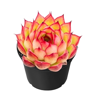 May include: A vibrant succulent plant with yellow, orange, and red leaves, potted in a black container. The succulent has a rosette shape, with the colorful leaves arranged in a spiral pattern. The plant is a decorative houseplant.