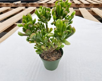 Crassula Shrek's Ear, Rare Cute Jade Fully Rooted in 4" Pot, Home Wedding Deocr Baby Favor