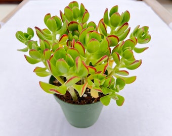 4" Sedum dendroideum, Rare Cute Succulent Fully Rooted, Home Office Wedding Baby Favor DIY Project Party Graduation Back to School Gift