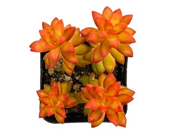 Sedum adolphii 'Shooting Stars', Rare Succulent Fully Rooted in 2" Planter, Home Wedding Deocr Baby Shower DIY Project Party Favor Xmas Gift