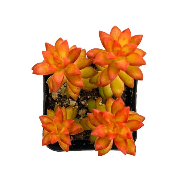 Sedum adolphii 'Shooting Stars', Rare Succulent Fully Rooted in 2" Planter, Home Wedding Deocr Baby Shower DIY Project Party Favor Xmas Gift