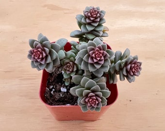 2“ X Cremnosedum cv. Little Gem, Live Succulent Plants, Holiday Home Decor DIY Projects Wedding Baby Shower Xmas New Year Gift for Her