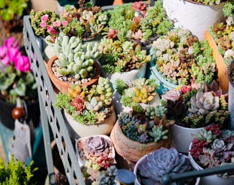 May include: A variety of potted succulents in different shapes, sizes, and colors, including green, red, and purple. The plants are arranged on a metal cart, with some pots made of terracotta and others of white ceramic.