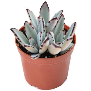May include: A Kalanchoe tomentosa succulent plant with fuzzy, pale green, elongated leaves featuring dark brown, serrated tips. The plant is potted in a simple, round, terracotta-colored plastic container filled with dark potting soil.