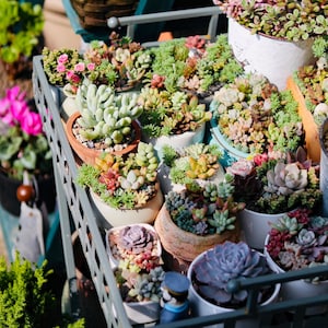80-Pack 2&quot; Assorted Mini Live Succulents, 10+ Varieties, Wholesale Wedding Party Favor|Terrarium|Baby Shower, Mother&#39;s Day Father&#39;s Day Gift