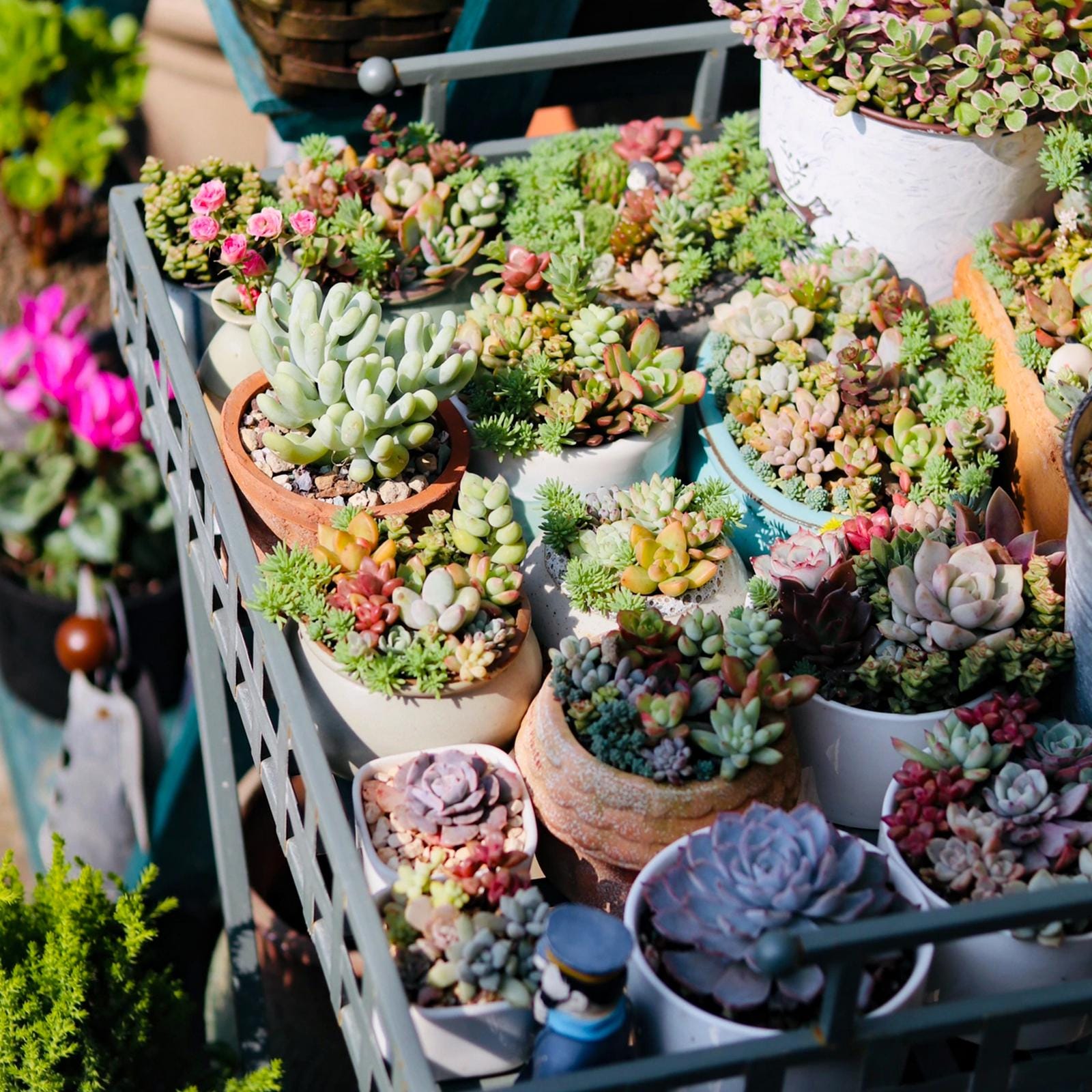 Mini Succulent Party Favors