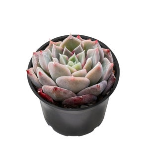 Live Rare Echeveria Perfume Taro Succulent Plant, Rosette Plant, Rooted in 2&#39;&#39; Round Pot, Perfect for Home Garden Decor, Wedding Party Gift