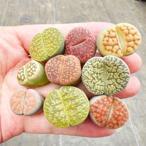 May include: A collection of nine small, succulent Lithops plants featuring diverse textures and colors, including shades of green, brown, red, and beige. Each plant has a distinct split down the center, displaying intricate patterns and wrinkled surfaces.